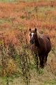 58 Veluwezoom, ijslandse pony